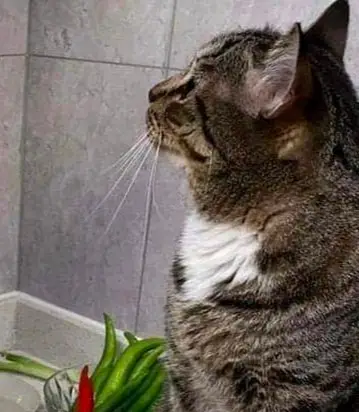 🐱 **
