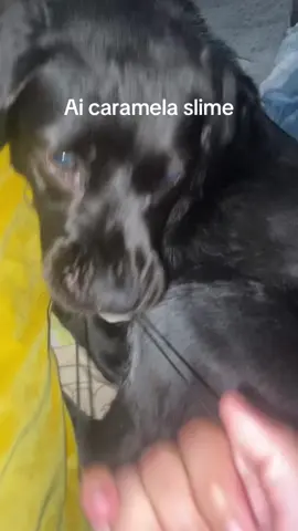 This dog bru  #xyzbca #fentysuperbrandday #fyp #le_danisour0215 #perro #dog #fy #foryou #foryoupage 