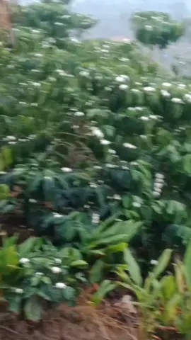 # kebunku kopiku  berbunga 