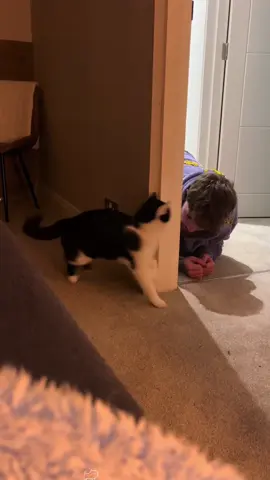 Kitten scares owner 