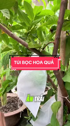 Túi Bọc Trái Cây #TuiBocHoaQua #TuiBocOi #BaoVeTraiCay #VuonNhaSachSau #TraiCaySach #TuTrongTaiNha #ChongSoiVang #RuoiVang #NhaLamVuon #VuonNhaXanh #ChongSauBenh #CayAnTrai #TraiDepKhongTiVet #CayXanhPhongHong #DoLamVuon #DungCuLamVuon #TraiCayTuTuoi #GocNongDanTikTok