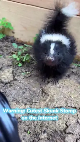Warning: Cutest Skunk Stomp on the Internet.#skunk #skunksoftiktok #funnyanimals #funnypets 