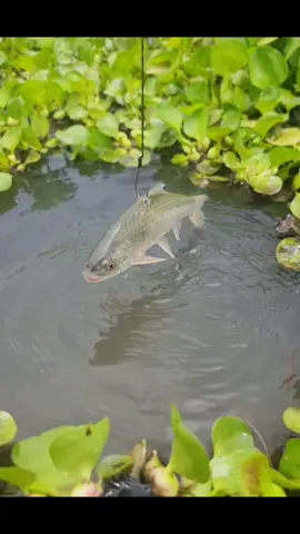 #fishing #fishingtips #fishinglovers #catcgandrelease#fishingdaily 