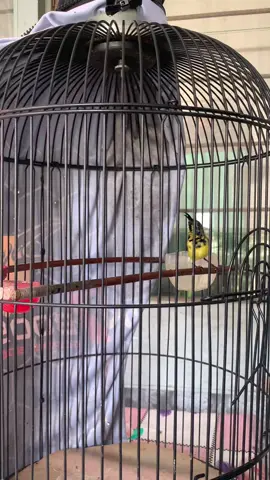 Si rere🥰🥰🥰 #kicaumania #sogonmania #bungdanbirdfarm 