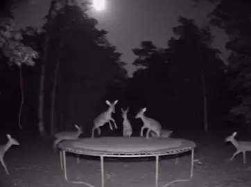 These deer are getting outta control😂#trampoline #funny #capcut #foryoupage #deer #ai 