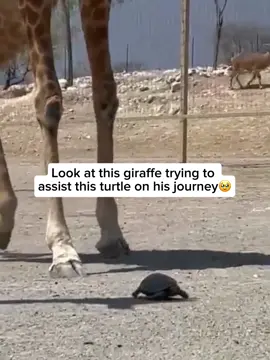 One day, a curious giraffe noticed a tiny turtle slowly making its way across the path. Fascinated by the little traveler, the giraffe gently gave it a nudge with its nose, helping it move along a bit quicker. It was a heartwarming and unexpected moment of kindness between two completely different animals. Credit unknown  Please DM us for credit  #animals #animallovers #giraffe #giraffelover #turtle