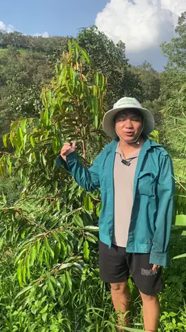 Đạm cá hửu cơ amino can 5L pha 1000l nước ☘️☘️☘️#vtnndinhtuan #vtnn #damca 