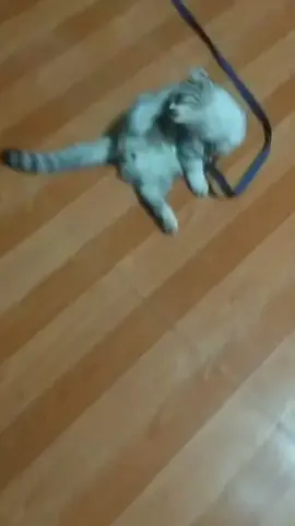 My cat 