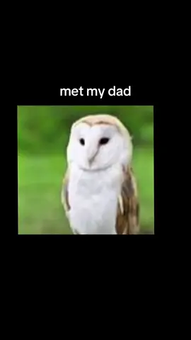 the birth of meowl #CapCut #funny #meowl #fyp #viral