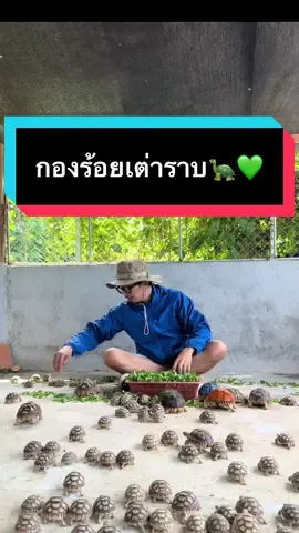 เหมือนจะไม่อิ่มกันนะเนี่ย  #เต่าซูลคาต้า #sulcatatortoise #เต่าซูคาต้าลําพูน #ป่าซางซูคาต้าลำพูน#ป่าซางซูคาต้าลําพูนun