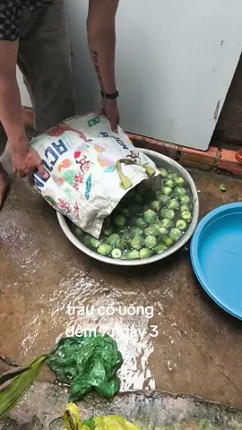 uống trâu cổ khổ ông sướng bà 