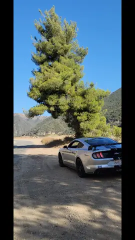 #CarTok #mustanggt #parati 