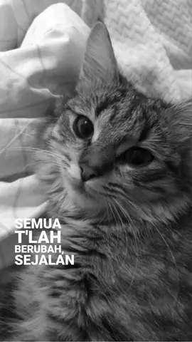 #lyrics #pergihilangdanlupakan 
