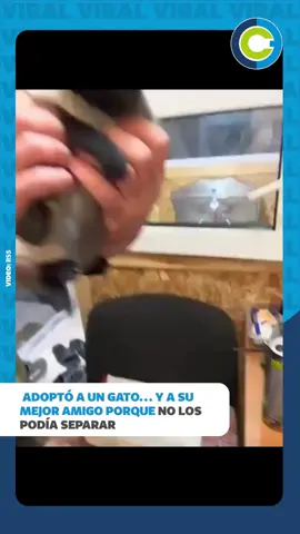 Dos gatitos enternecieron a todos en un refugio al negarse a ser separados para su adopción. Un gato iba a ser adoptado, pero se aferró a su hermano, impidiendo que se los llevaran por separado. Al ver su fuerte vínculo, los adoptantes decidieron llevarse a los dos. Una historia con final feliz que nos recuerda la importancia de los lazos familiares. Ahora estarán juntos para siempre, #AdopciónResponsable #Gatos #Hermanos #FinalFeliz #Mascotas #AmorAnimal