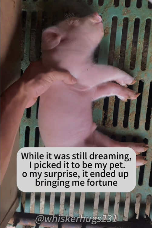 Chosen while still lost in dreams, this little one unexpectedly became my fortune's key🐷💰#Love #pig #pigs#pet #pigsoftiktok #funny #cute 