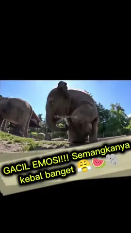 Gajah kecil ini kira semangkanya gampang digigit… ternyata keras banget! Liat deh ending-nya, bener-bener kaya anak kecil ngamuk 😆🍉 #GajahKecil #LucuBanget #SemangkaGacil #HewanLucu #FYPIndonesia #VideoLucu #fyp #viral #flashfeelings 