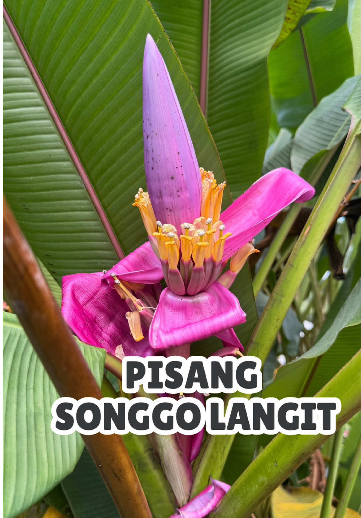 Seneng pake banget ketemu #pisangsonggolangit 😆