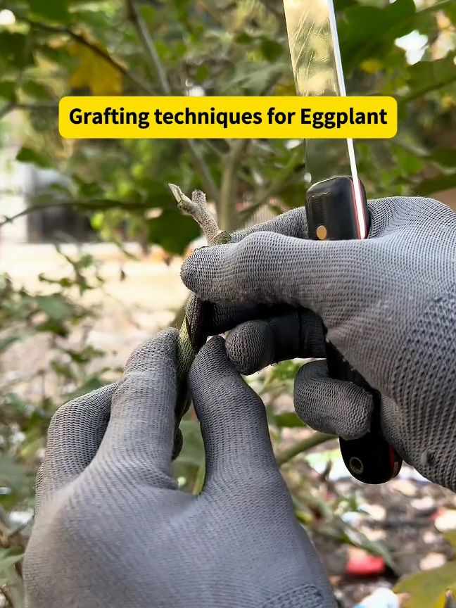 Grafting techniques for eggplant #planting #fyp #plantgrafting #graftingtechniques #grafting #usa_tiktok 