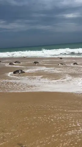 Hoy comenzó la arribazon masiva de tortugas en #Ixtapilla, #Michoacán domingo 03 de agosto