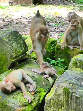 life style adoption of mom Luna and Baby Lynx 002 #monkey #babymonkey🐒❤️ #monkeys #cuteanimals #newborn #stumptail #luna #luno