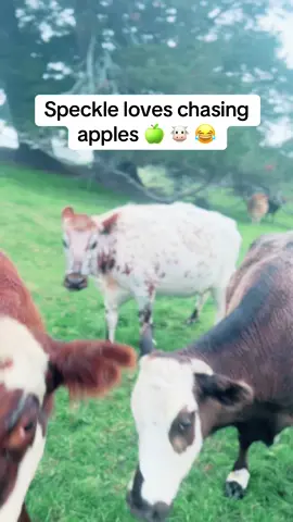#cow #treats #funny #cute #farmtok 