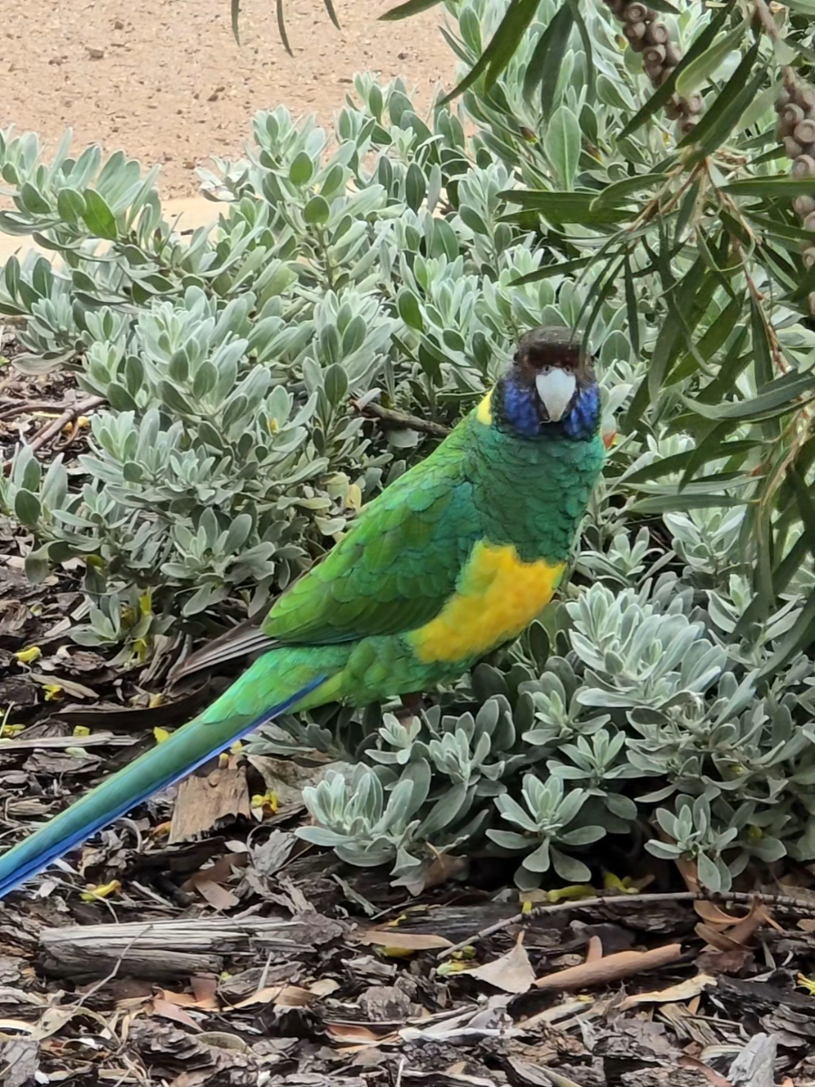 Western Australia #parrot #parrotsoftiktok #westernaustralia #australia 
