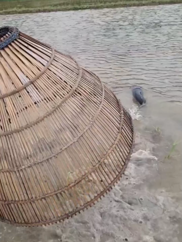Amazing polo fishing in muddy water  #fish #videos #bestvideo #foryoupage #bigfishing #foryouvideo #viralvideo 