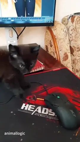 Kitten kitten meow meow meow, #fyp #foryou #cat    #petlove #catsoftiktok          