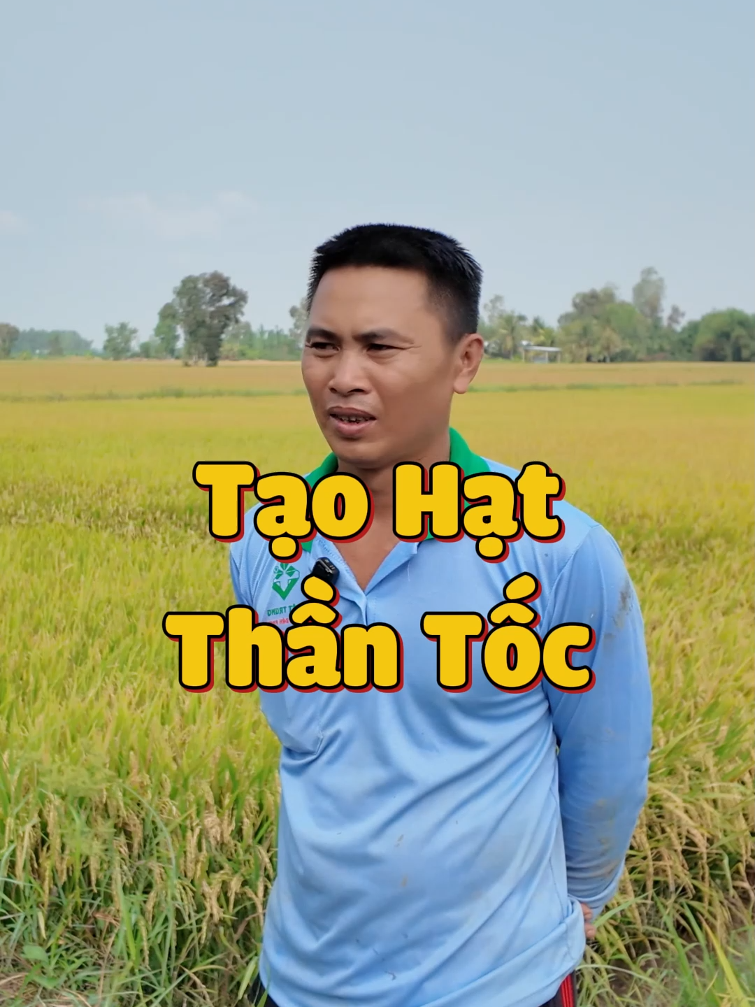 Tạo Hạt Thần Tốc, tới chín gié vẫn còn tươi #chiase #agrijapan #nongdan #taohatthantoc