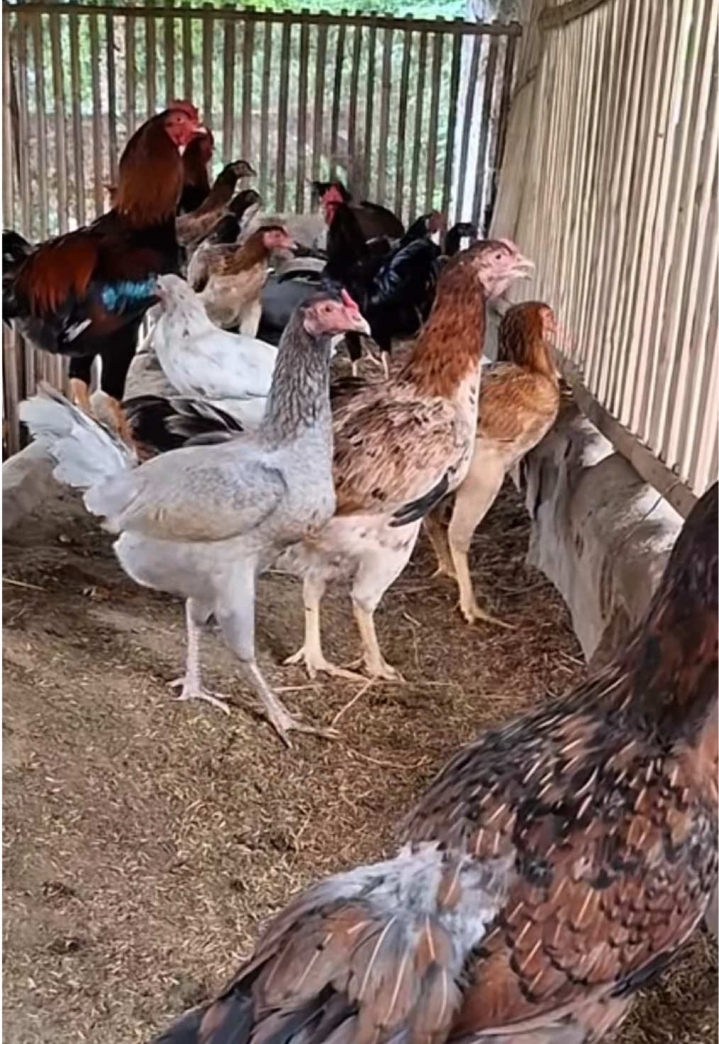 Vitamin suplemen ayam kampung #ayamkampung #peternakayam #pakanayam #suplemenayam #ayamkampungasli 