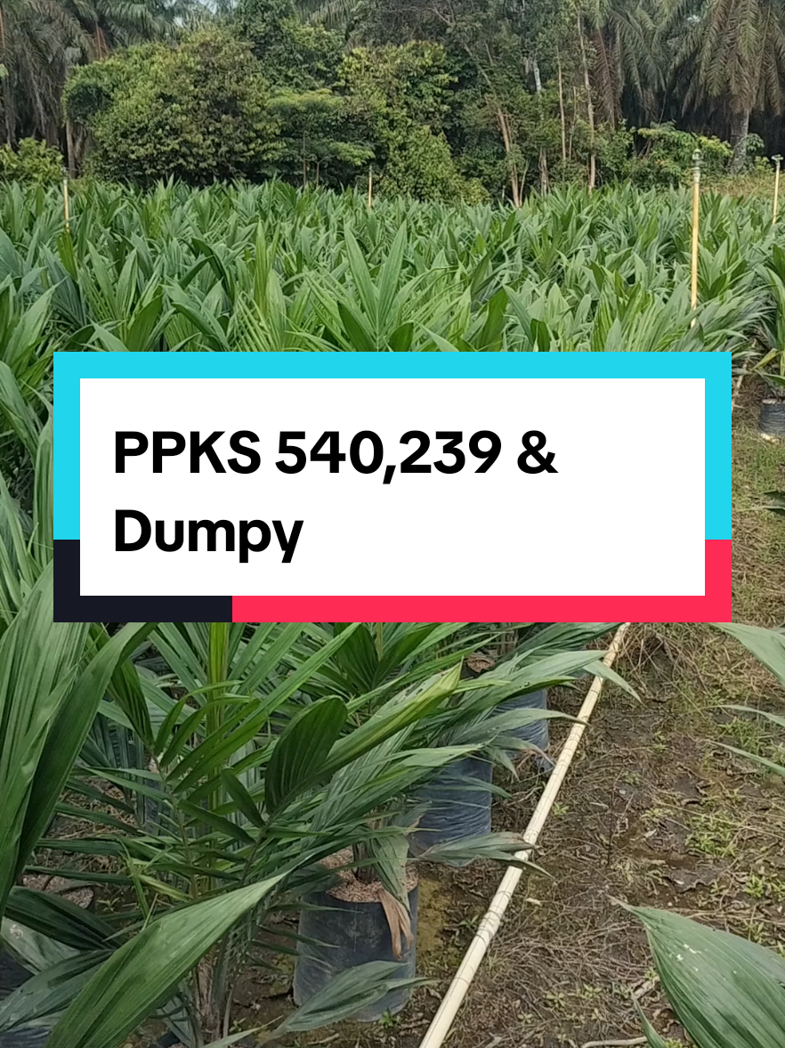 Jual bibit sawit Lebel biru  #ppks #540 #dumpy #bibitsawitunggul #sawitunggul 
