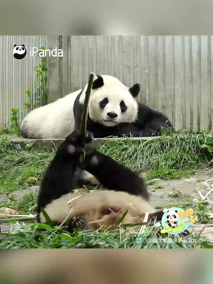 Protože někdy potřebujete jen mámu. #panda