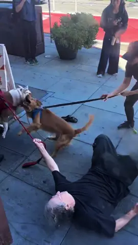 Please tie your dog and be a kind person#dog #fyp #usa🇺🇸 #🐕 #fuuny 