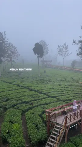 Ketenangan & kenangan . . #kebunteh #kebuntehtambi #kebuntehwonosobo #kebuntehdieng #dieng #wisatadieng #wisatawonosobo #kawahsikidang #candiarjuna #telagamenjer #viral #fyp #fypシ #wisatajateng #sikunir #sindoro