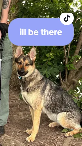 she’s omnipresent #wildcaughtkipper #kipper #kipperthedog #gsd #germanshepherd #servicedog #sdit #servicedogintraining #psa #bitesports #workingline #workingdog #wlgsd  #mondioring #pots #eds #heds #shutzhund #igp #discdog 