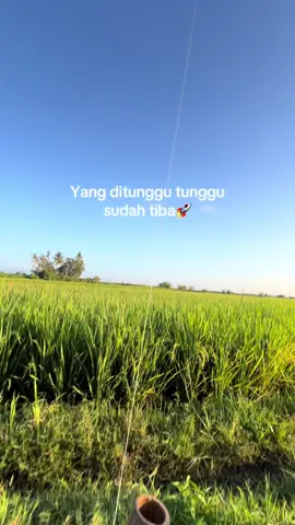 Akhirnya angin timur sudah tiba#fyp #viral #layanganbugis 