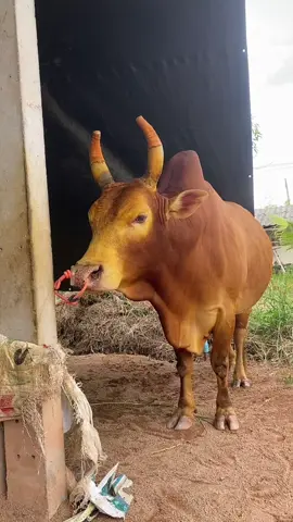 แจ้งเกิดให้ได้น่ะ#แดงงามเพชรศิลาชัย❤️ #โซโลม่อน🐂❤️ #อย่าปิดการมองเห้น #ฟีด 
