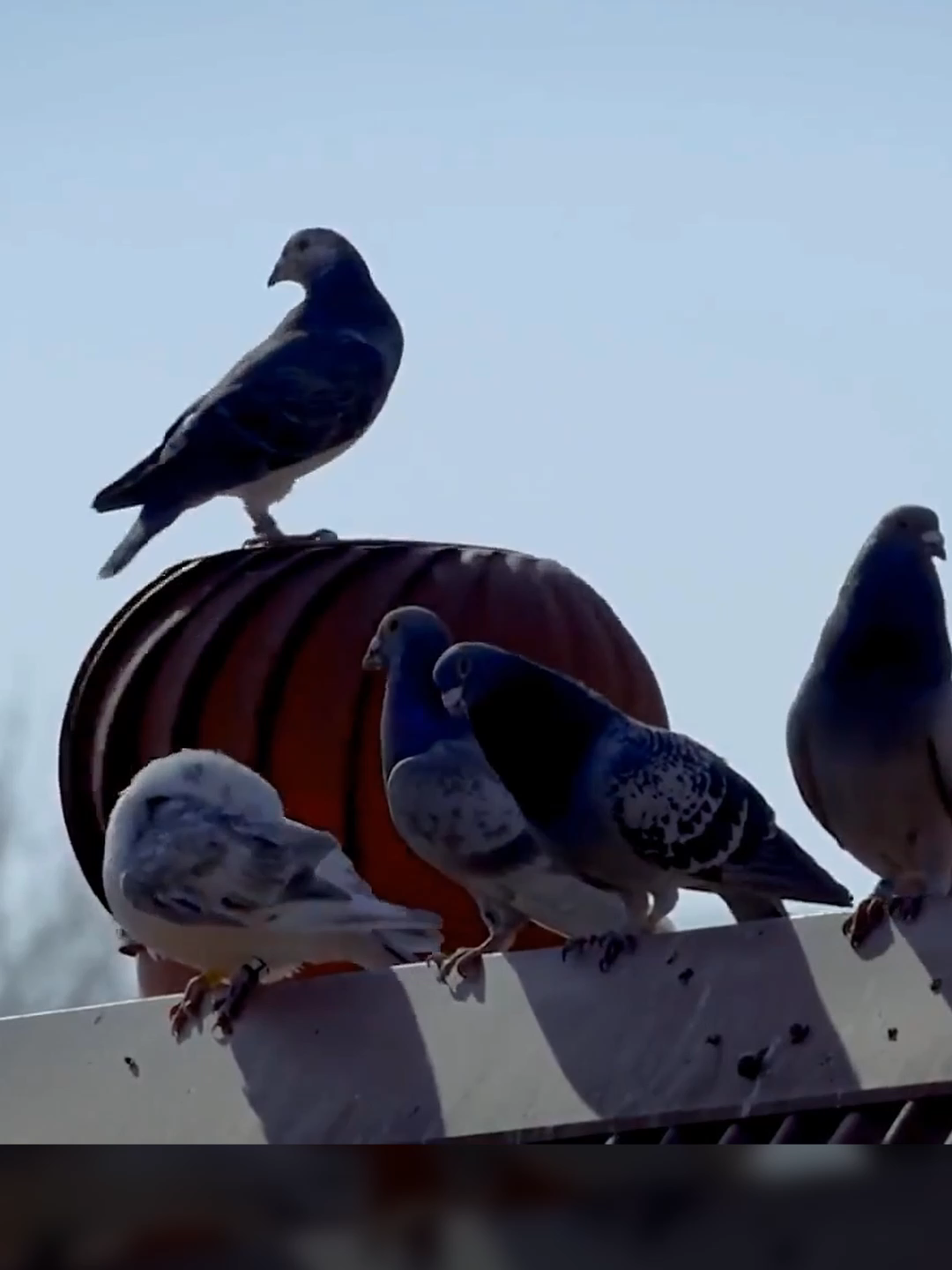 SPEEN #vinesauce #vinesaucevinny #youtuber #streamer #fyp #funny #pigeon #meme #speen #sounds