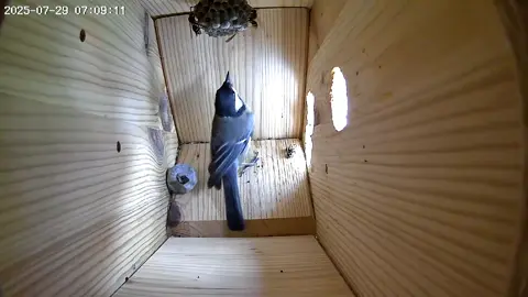 Did you know that great tits clean out wasp nests? #nature #wasp #birds