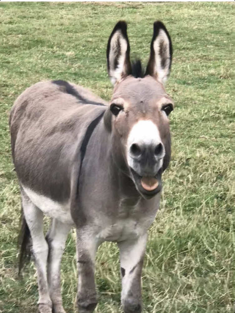 Donkey core🤣 #funnytiktok #funnyanimals #foryoupage #funnyHorse #funnyvideos #Horsesoftiktok #fyp #fyp #funny #foryou #Horse #Horses #cuteHorse#Horselover