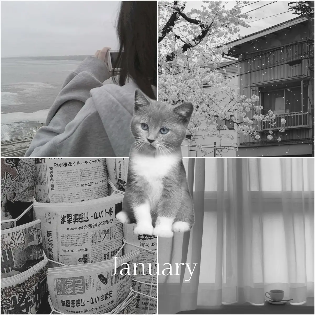 #fyp #fypシ #foryou #foryoupage #moodboard #moodboost #edit #pinterest #aesthetic #months #cats 