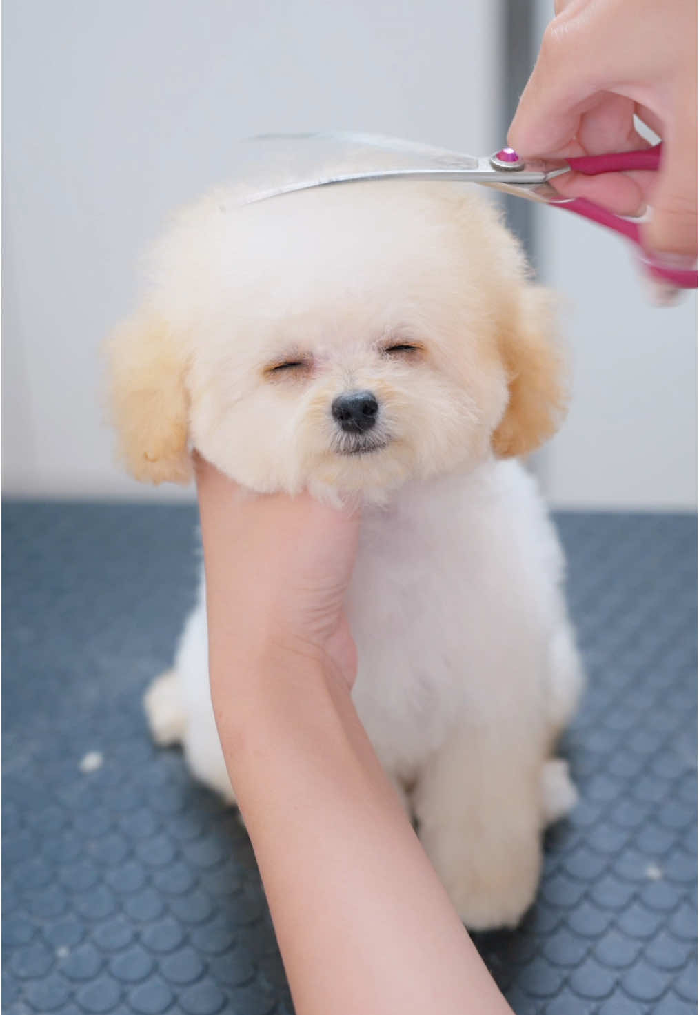 #doggrooming #asmr #puppy #adorable #satisfying 