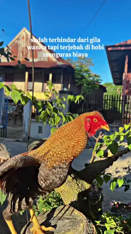 ayam kampungji bosku#hobyayam #sulawesiselatan #ayamlokal 