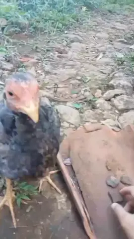 #ayam marcock aurelius