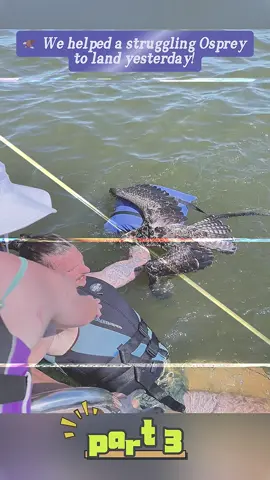 Part 3 🦅 We helped a struggling Osprey to land yesterday! We saw it trying to swim to shore in the middle of the lake and we contacted our local wildlife authority to see what we could do to help. A kind stranger on the shore took over and made sure it was okay! #fyp #bird #osprey #lakelife  