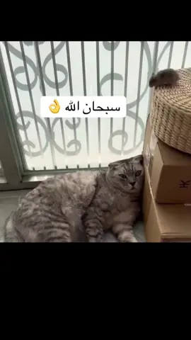 #الشعراوي #الشعراوي_رحمه_الله #سبحان_الله_وبحمده_سبحان_الله_العظيم 