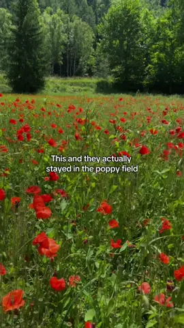 “We should have stayed in the poppy field” #powerlesslaurenroberts #fantasybooktok #kaiazer #fearless #fantasy #enemiestolovers #BookTok #book 