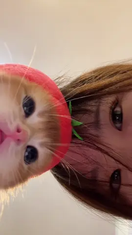#cat#cute#tik#foryou#fyp#tiktok