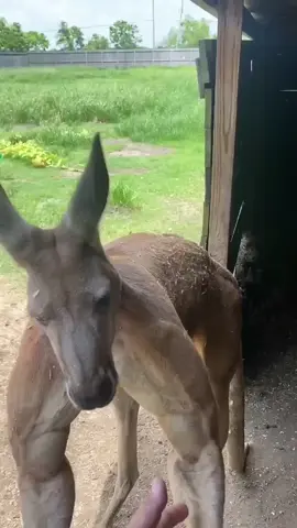 Hari terakhir paman di kebun binatang ‼️😭💞 #shorts #animals #kebunbinatang 