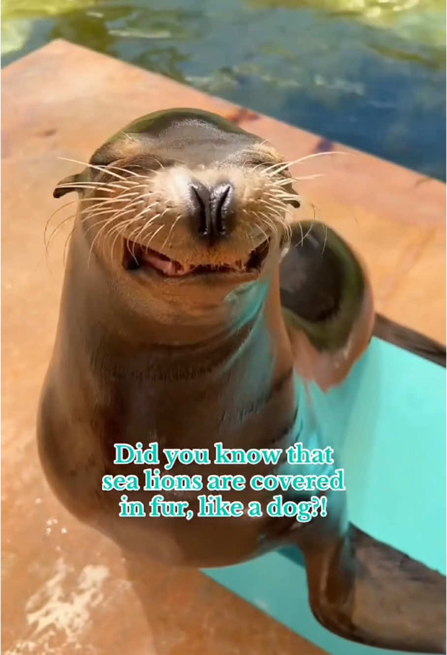Funny sea lions🤣🤣#sealion #sea #funny #for #fyp #funnyvideo #animal #animalsoftiktok #usa #pets